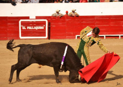 Triunfo de Nuno Casquinha na Feita de San Miguel de Pallaques (Perù)